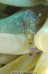 Spotted Cleaner Shrimp in Curacao. Photo taken with a Sea... by Morgan Ashton 